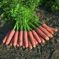 Морковь Белградо (пак. 100 тыс.шт) фр. 1,6-1,8, Бейо